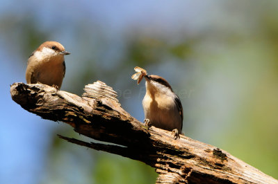 Daingerfield SP 10-8-12 0783.JPG