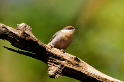 Daingerfield SP 10-8-12 0798.JPG