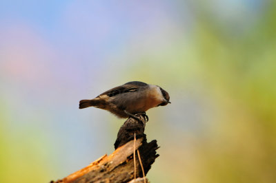Daingerfield SP 10-8-12 0802.JPG