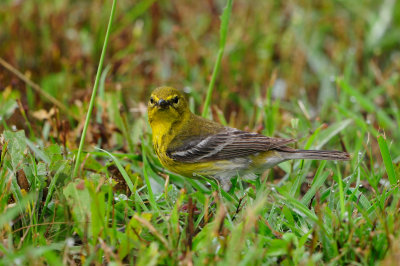Camp Mohawk 5-6-12 0740.JPG