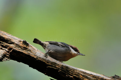 Daingerfield SP 10-8-12 0826.JPG