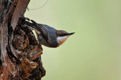 Daingerfield SP 10-8-12 0883.JPG