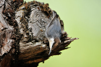 Daingerfield SP 10-8-12 0899.JPG