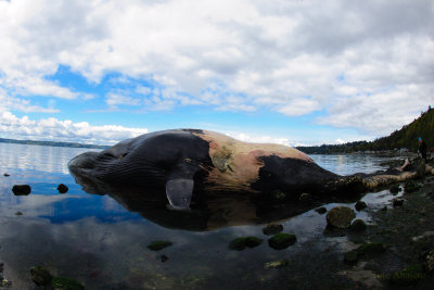 A Dead Fin Whale