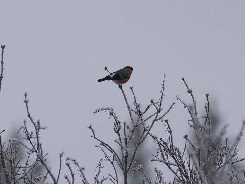 Domherre - Eurasian Bullfinch (Pyrrhula pyrrhula)