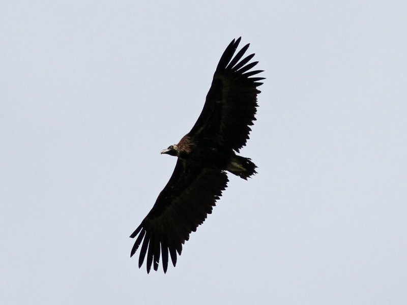 Grgam - Cinereous Vulture (Aegypius monachus)