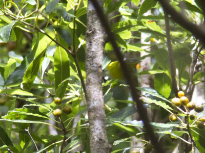 Magnoliaskogsngare - Magnolia Warbler (Setophaga magnolia)