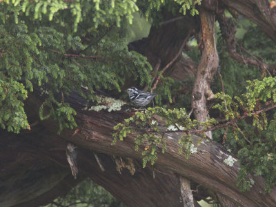 Svartvit skogssngare - Black-and-white Warbler (Mniotilta varia)