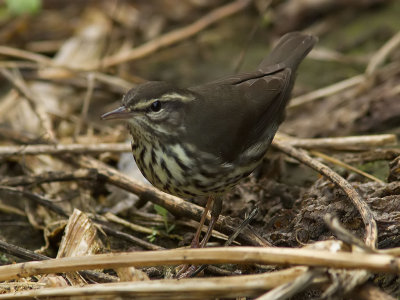 Nordlig piplrksngare - Northern Waterthrush (Parkesia noveboracensis)