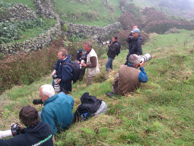 Twitchers - Golden-winged warbler