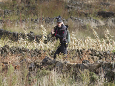 Twitchers - Dickcissel