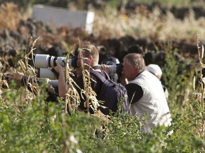 Twitchers - Dickcissel