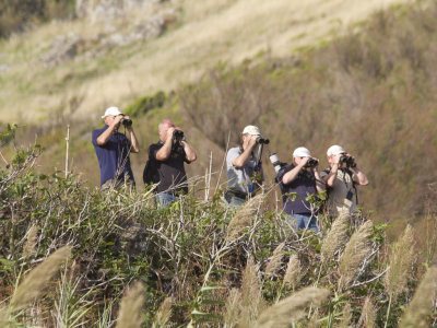 Birders on Corvo