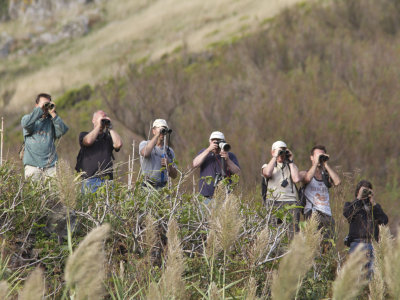 Birders on Corvo