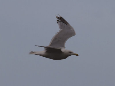 Amerikansk gråtrut - American Herring Gull (Larus smithsonianus)