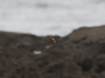 Monark - Monarch (Danaus plexippus)