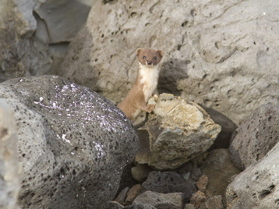 Smvessla - Least Weasel (Mustela nivalis)