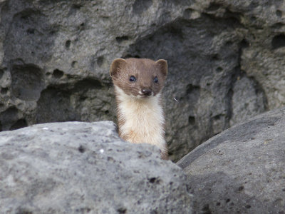 Smvessla - Least Weasel (Mustela nivalis)