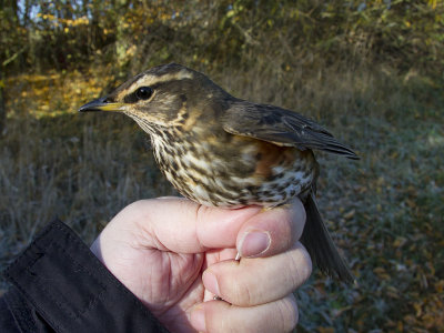 Rödvingetrast - Redwing (Turdus iliacus)