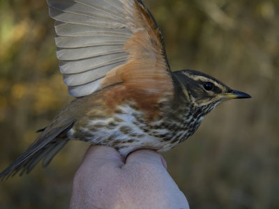 Rödvingetrast - Redwing (Turdus iliacus)