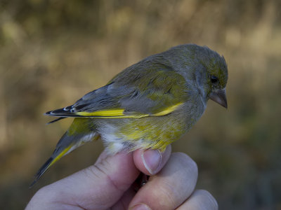 Grönfink - European Greenfinch (Carduelis chloris)