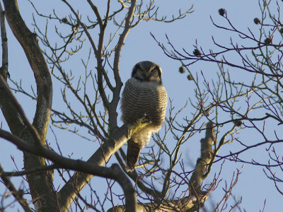 Hökuggla - Northern Hawk-Owl (Surnia ulula)