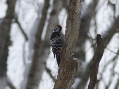 Vitryggig hackspett - White-backed Woodpecker (Dendrocopos leucotos)