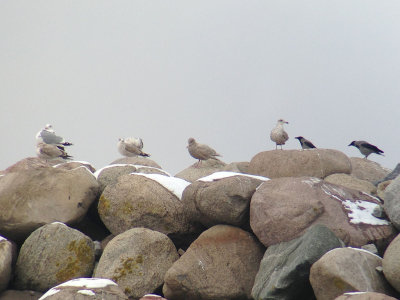 Vittrut - Glaucous Gull (Larus hyperboreus)