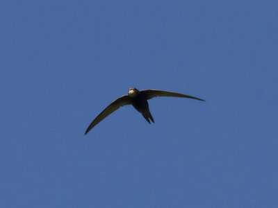 Tornseglare - Common Swift (Apus apus)