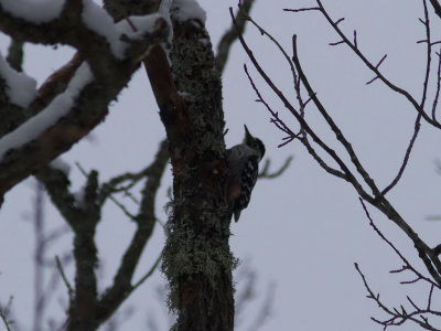 Vitryggig hackspett - White-backed Woodpecker (Dendrocopos leucotos)