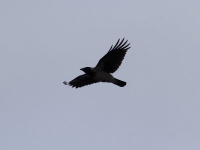 Gr krka - Hooded Crow (Corvus corone cornix)