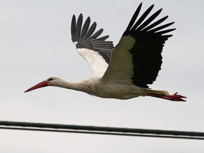 Vit stork - White stork (Ciconia ciconia)