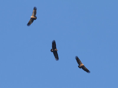 Black Vulture & Griffon Vultures