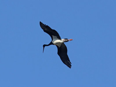 Svart stork - Black Stork (Ciconia nigra)