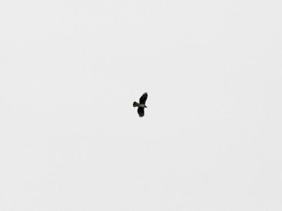 Hkrn - Bonelli's Eagle (Aquila fasciata)