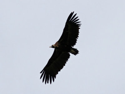 Birdtrip to Spain 2013