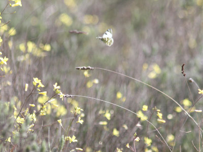 Western Dappled White (Euchloe crameri)