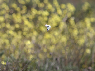 Western Dappled White (Euchloe crameri)