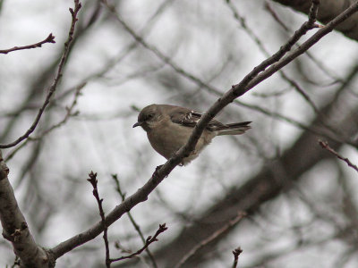 Nordlig hrmtrast - Northern Mockingbird (Mimus polyglottos)