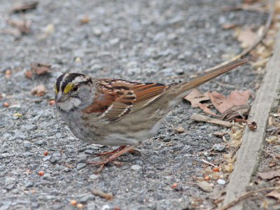 Vitstrupig sparv - White-throated sparrow (Zonotrichia albicollis)
