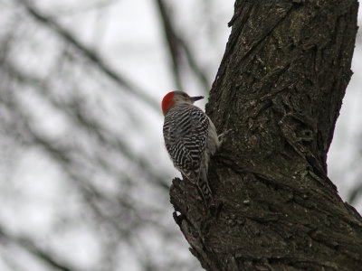 Karolinaspett - Red-bellied Woodpecker (Melanerpes carolinus)