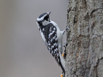 Dunspett - Downy Woodpecker (Picoides pubescens)