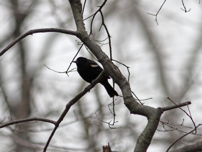 Rdvingetrupial - Red-winged Blackbird (Agelaius phoeniceus)