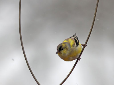 Guldsiska - American Goldfinch (Spinus tristis)