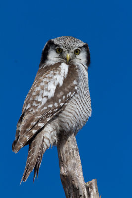 Hökuggla - Northern Hawk-owl (Surnia ulula)