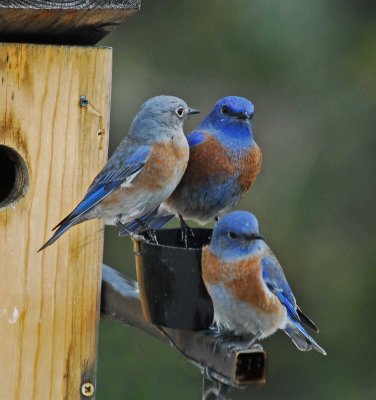 2male--1 female blue birds.jpg