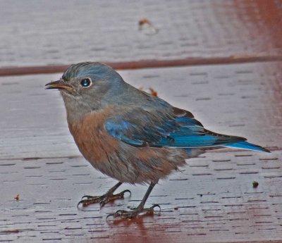 sunday blue bird in the rain.jpg