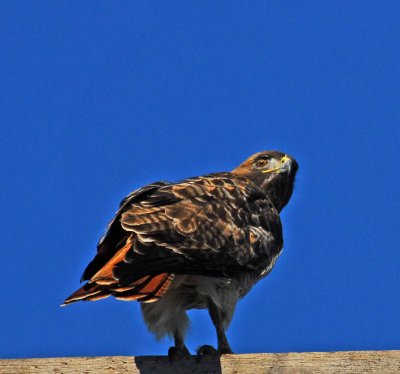 Red tail hawk on Nelson rd.jpg