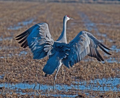 winging Crane.jpg