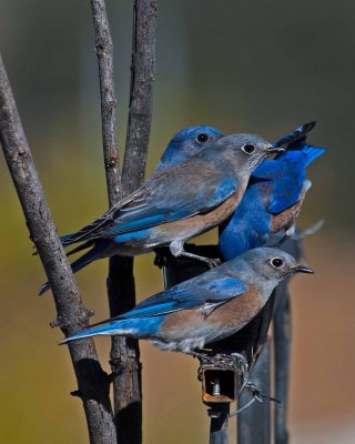 MY YARD BLUE BIRDS.jpg